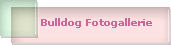 Bulldog Fotogallerie